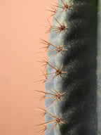 Large Peruvian Cactus (Single Stalk)