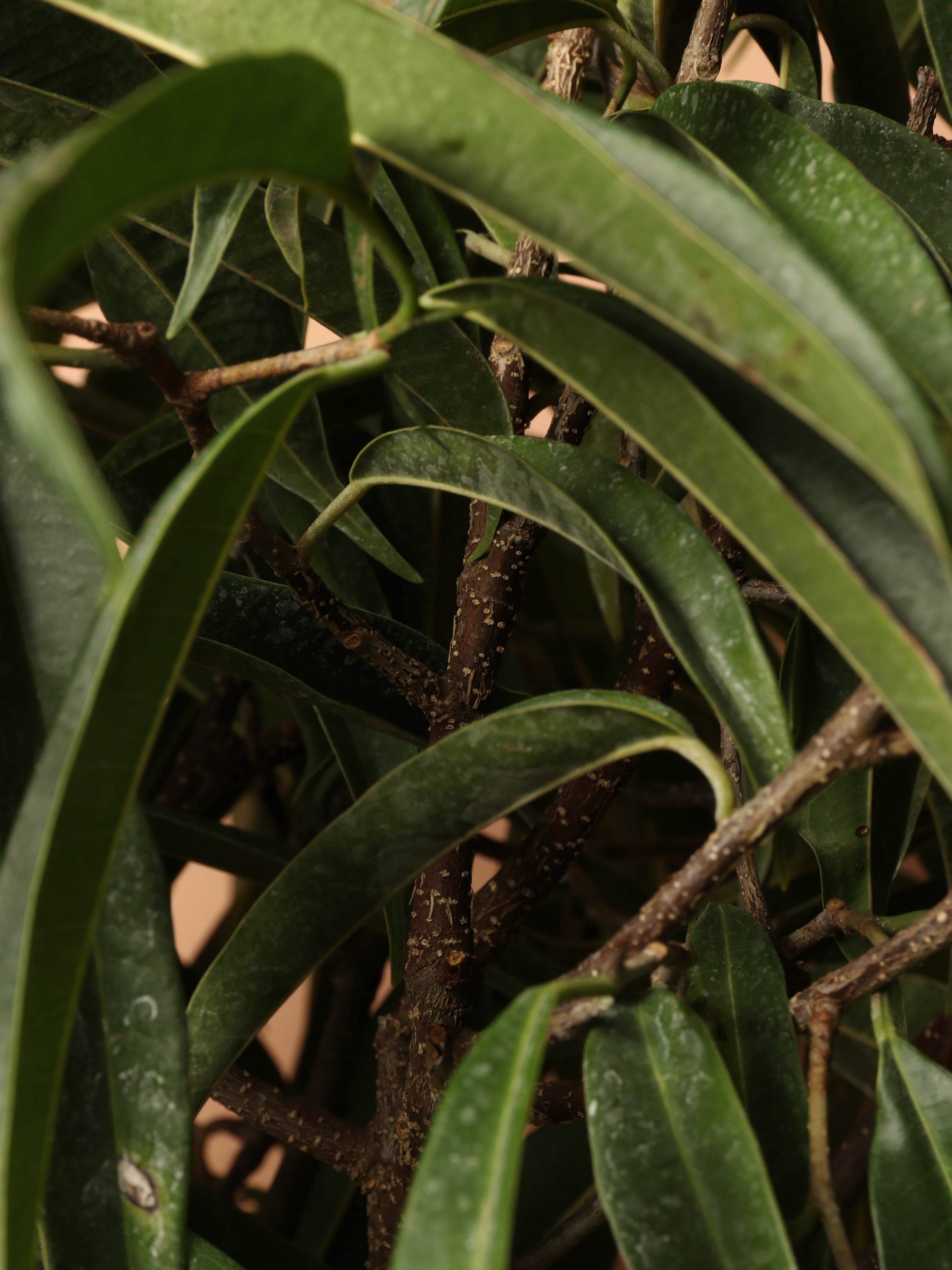 Large Ficus 'Alii'