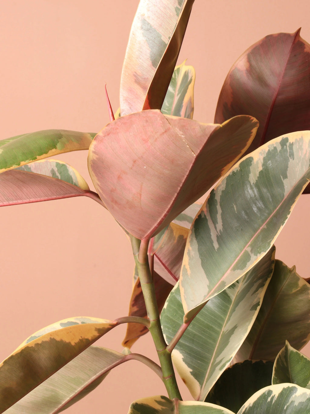 Extra Large Ruby Rubber Tree Std