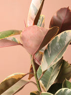 Extra Large Ruby Rubber Tree Std