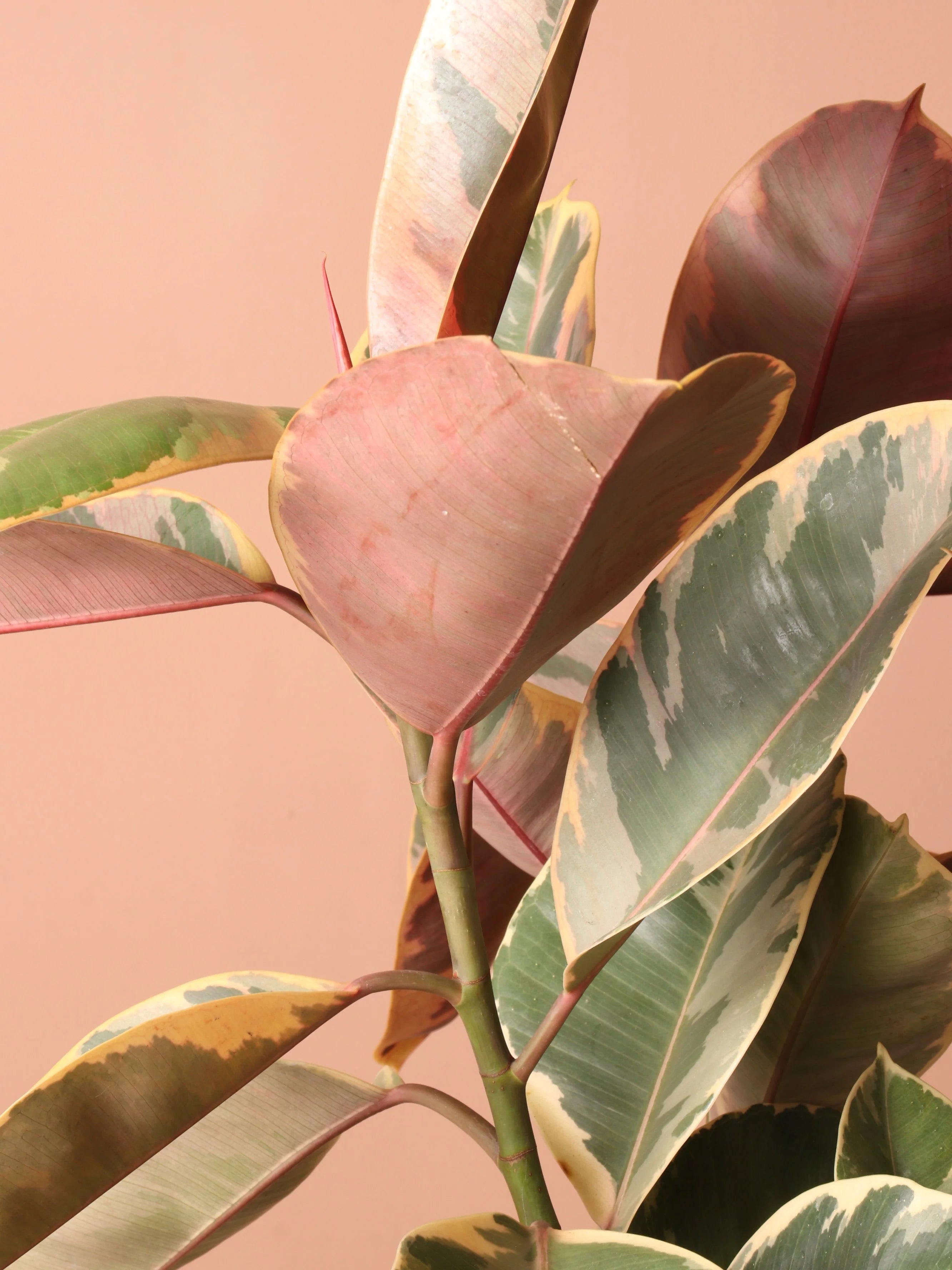Extra Large Ruby Rubber Tree Std
