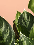 Large Aglaonema 'White Stem'