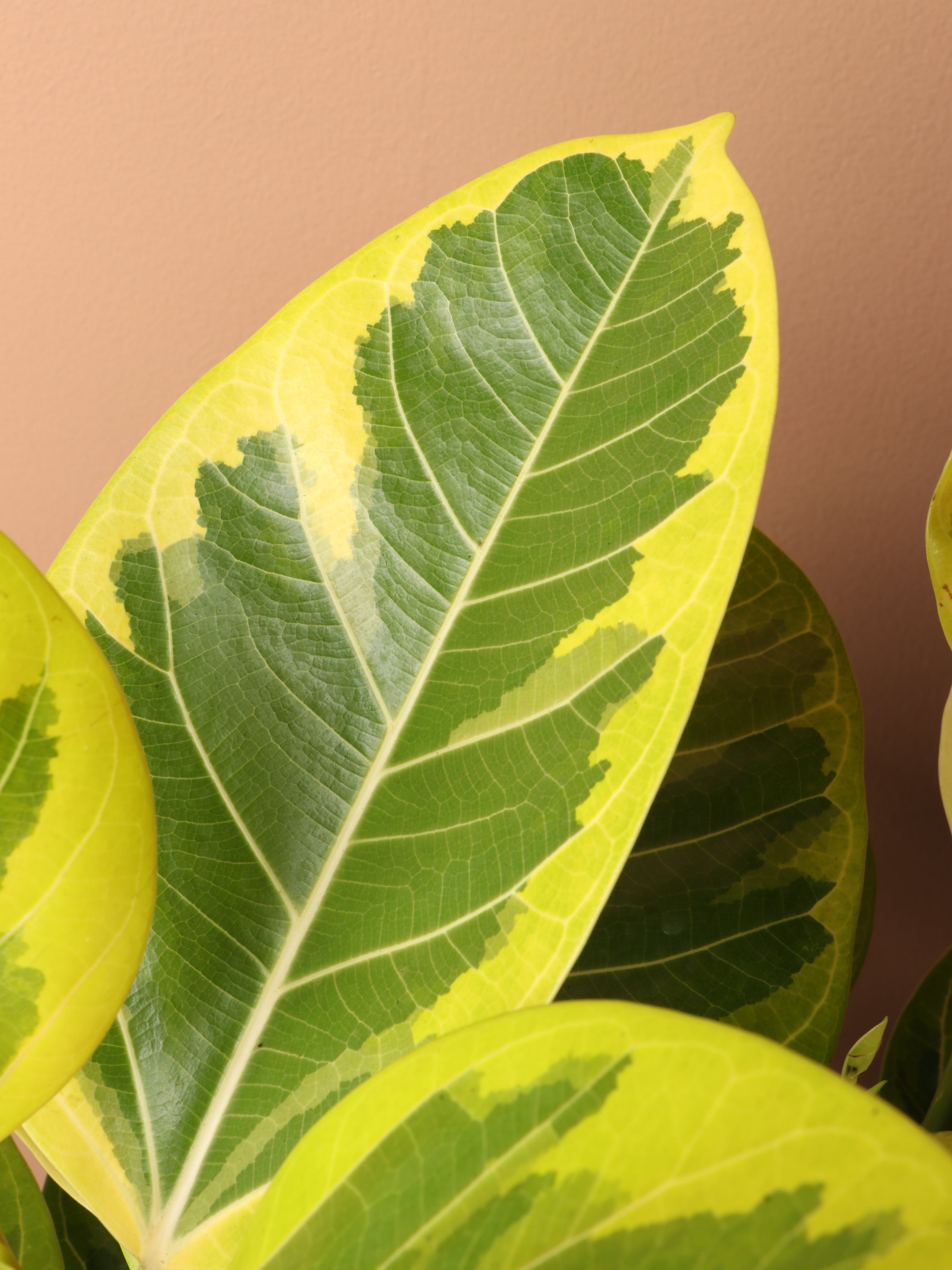 Large Ficus Altissima Bush