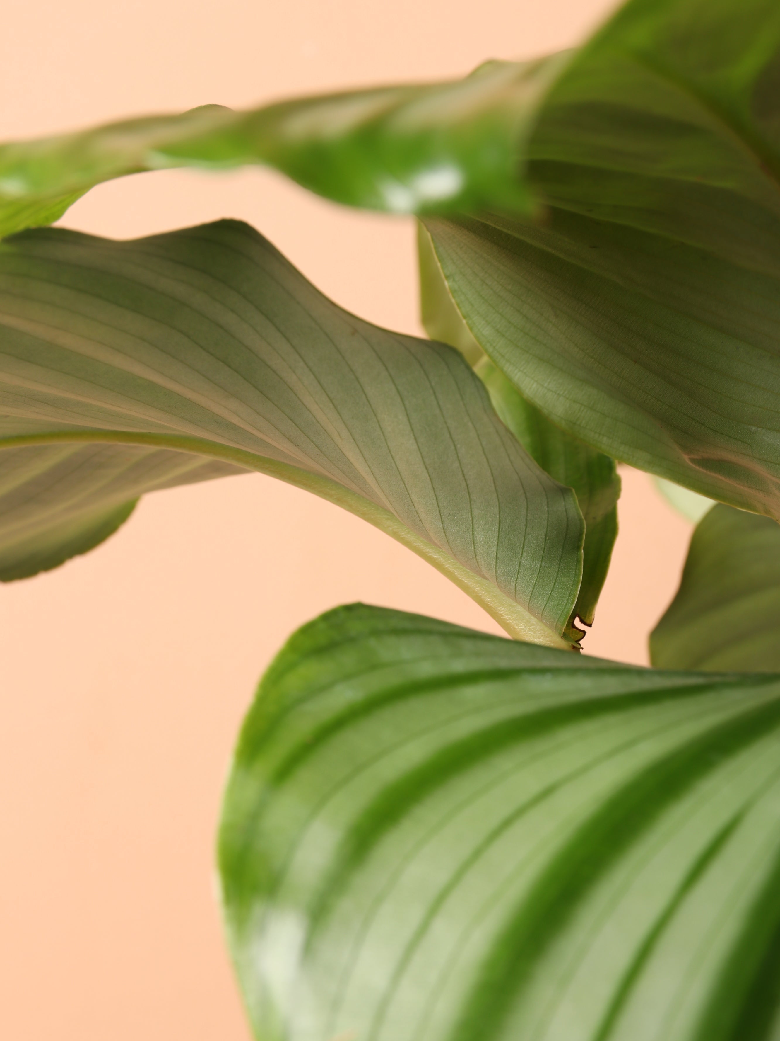 Medium Calathea Orbifolia