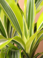 Medium Dracaena Warneckii 'Lemon Lime'