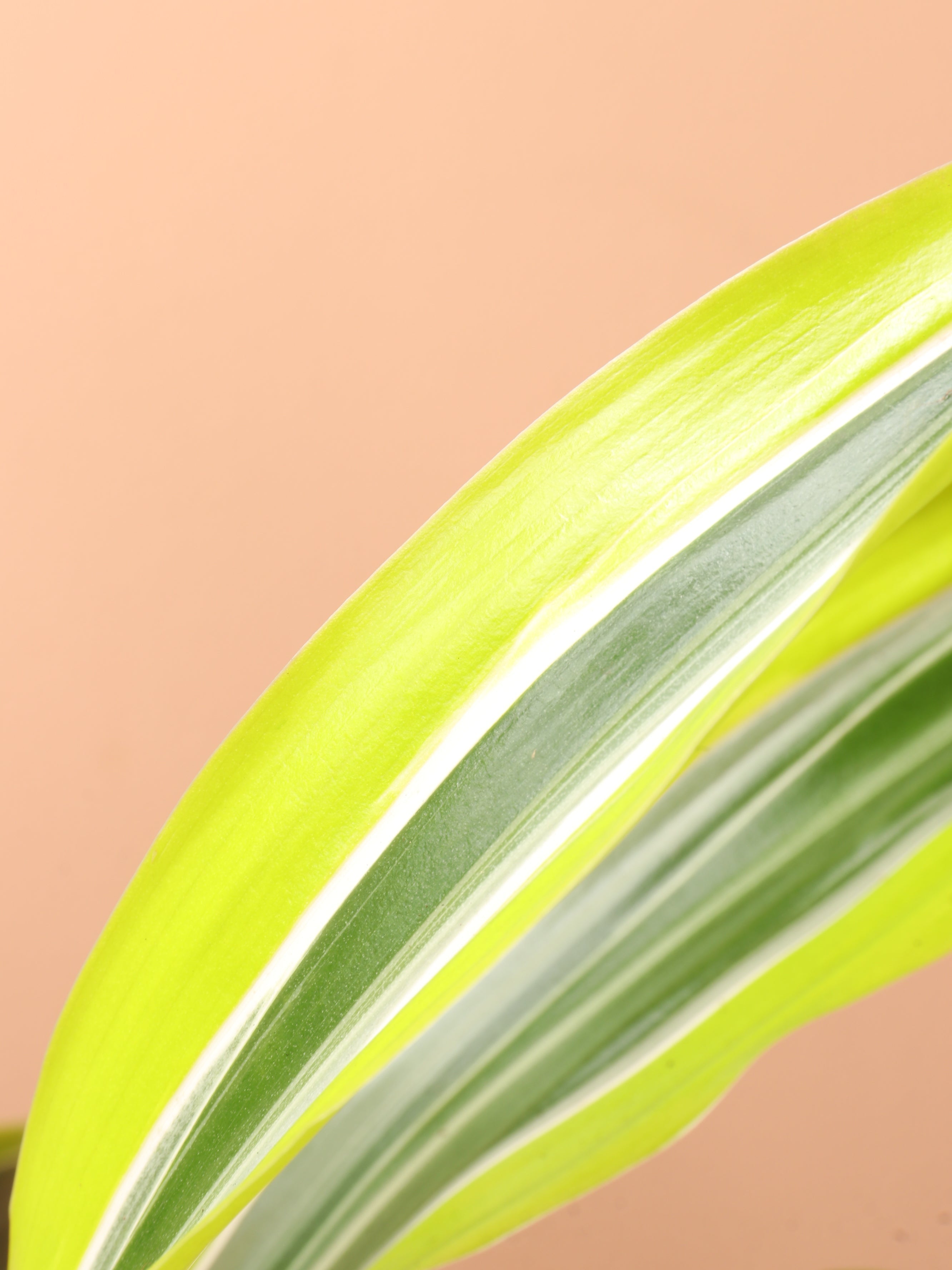 Medium Dracaena Warneckii 'Lemon Lime'