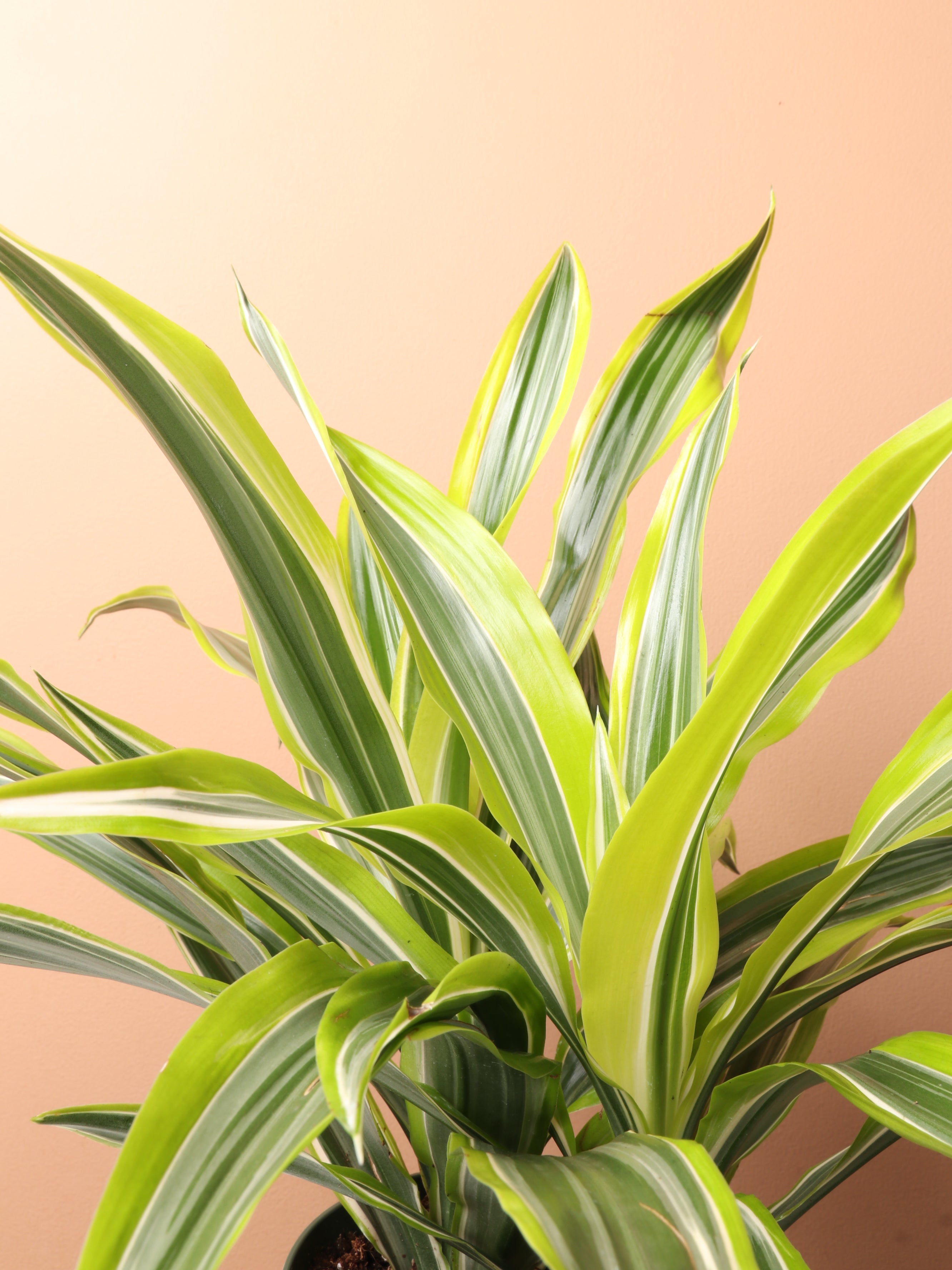 Medium Dracaena Warneckii 'Lemon Lime'
