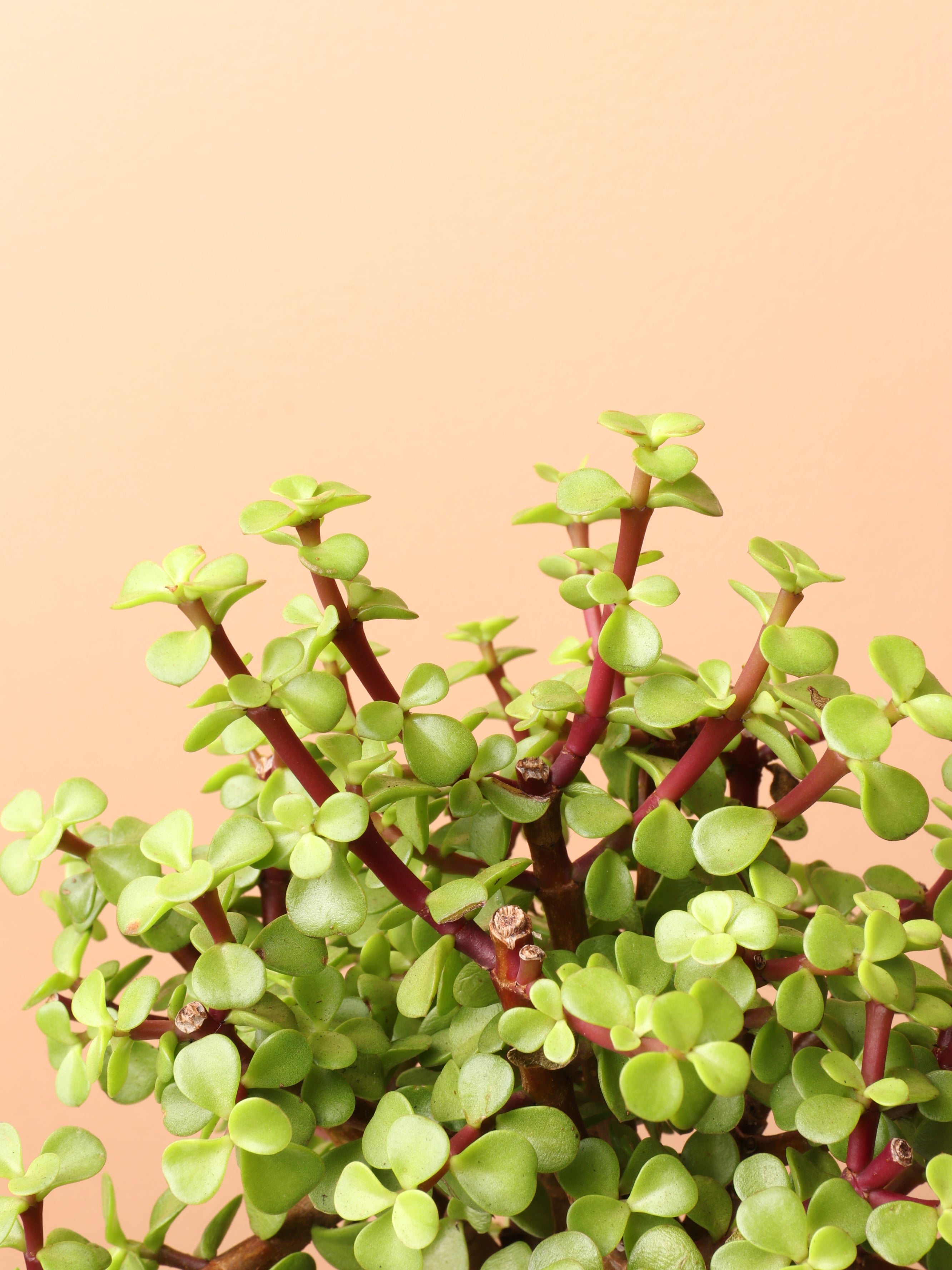 Medium Elephant Bush (Portulacaria afra)