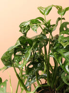 Medium Philodendron Adansonii (swiss cheese)