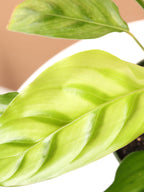 Medium Calathea Leopardina