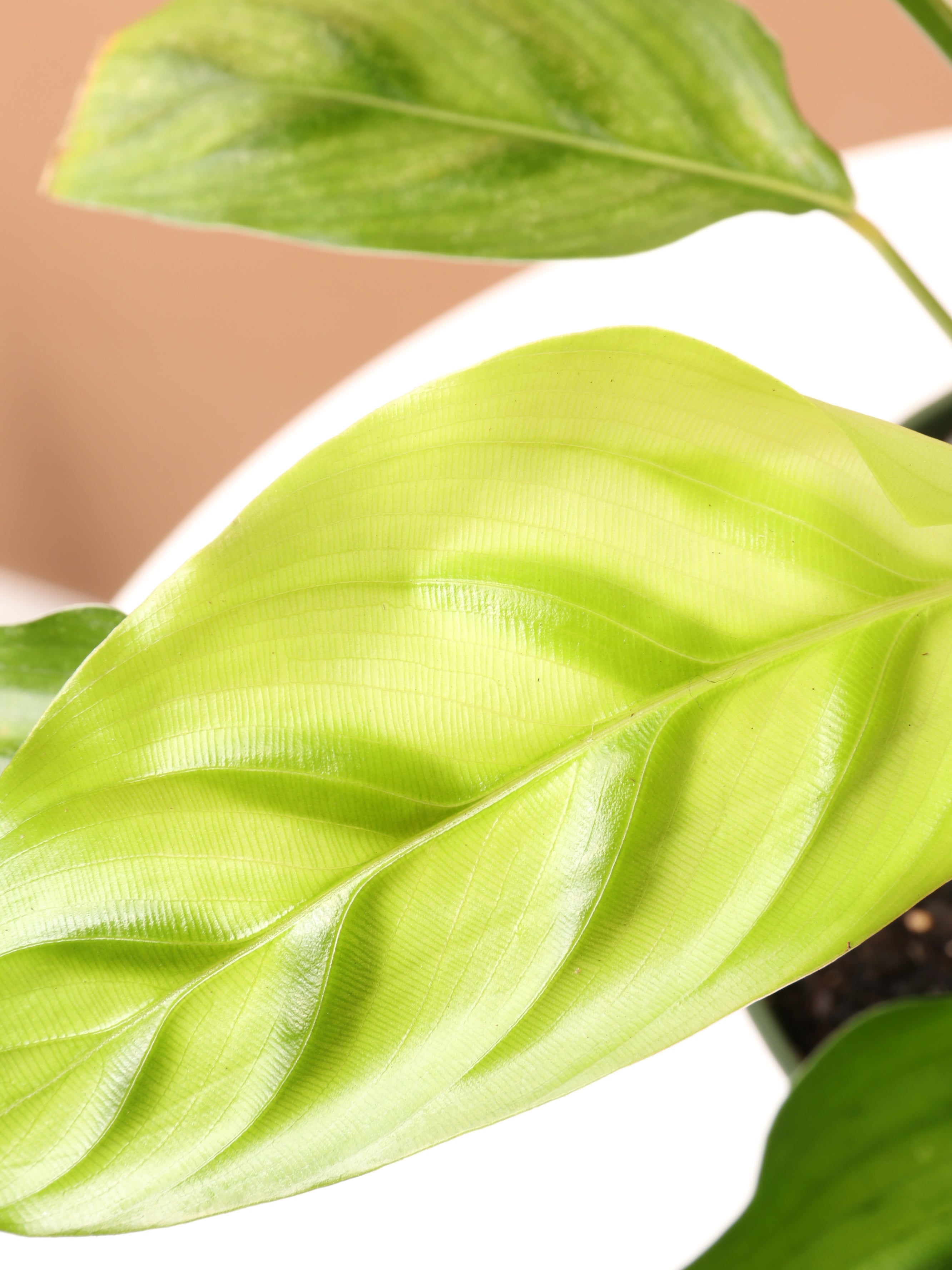 Medium Calathea Leopardina