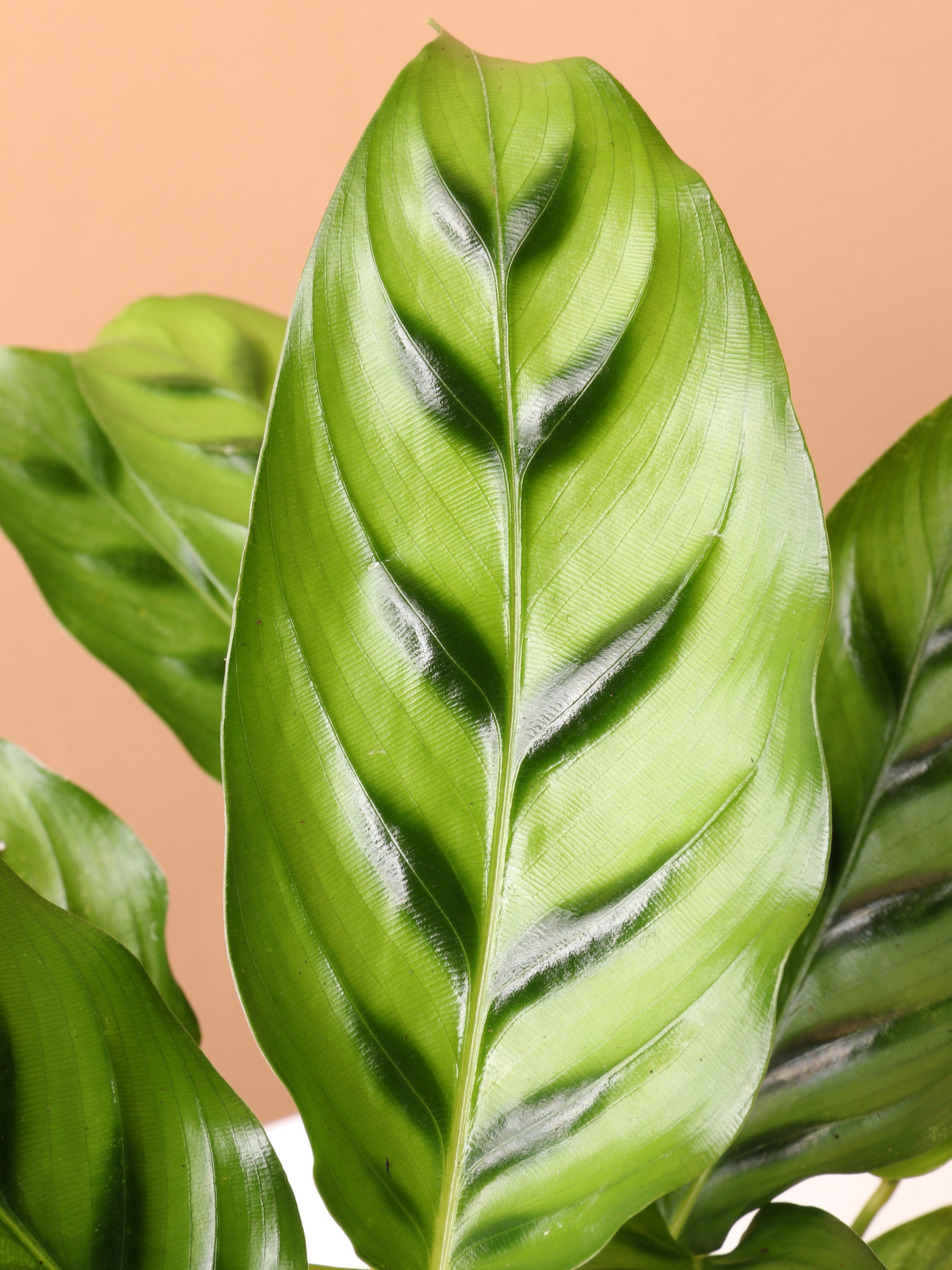 Medium Calathea Leopardina