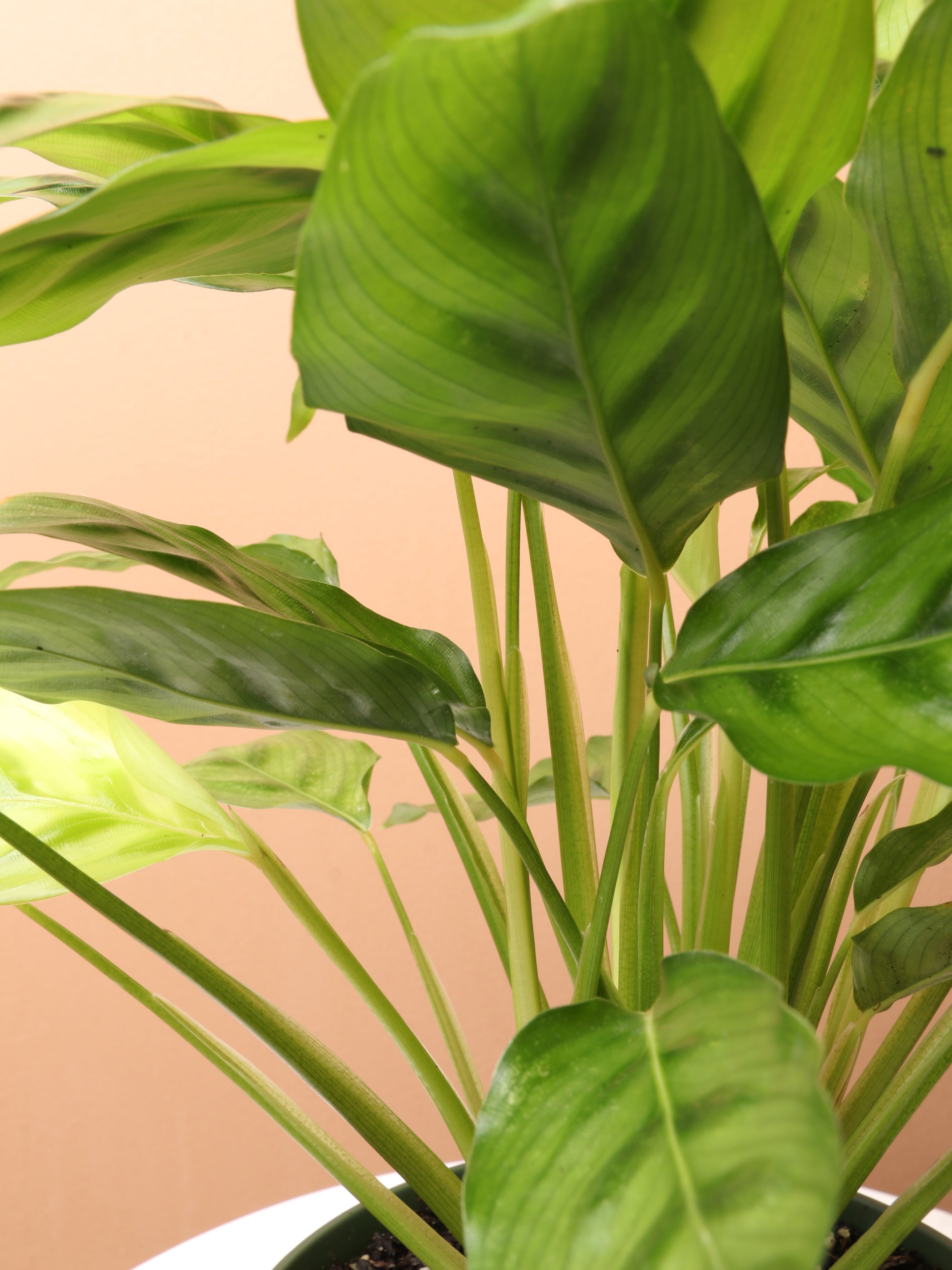 Medium Calathea Leopardina