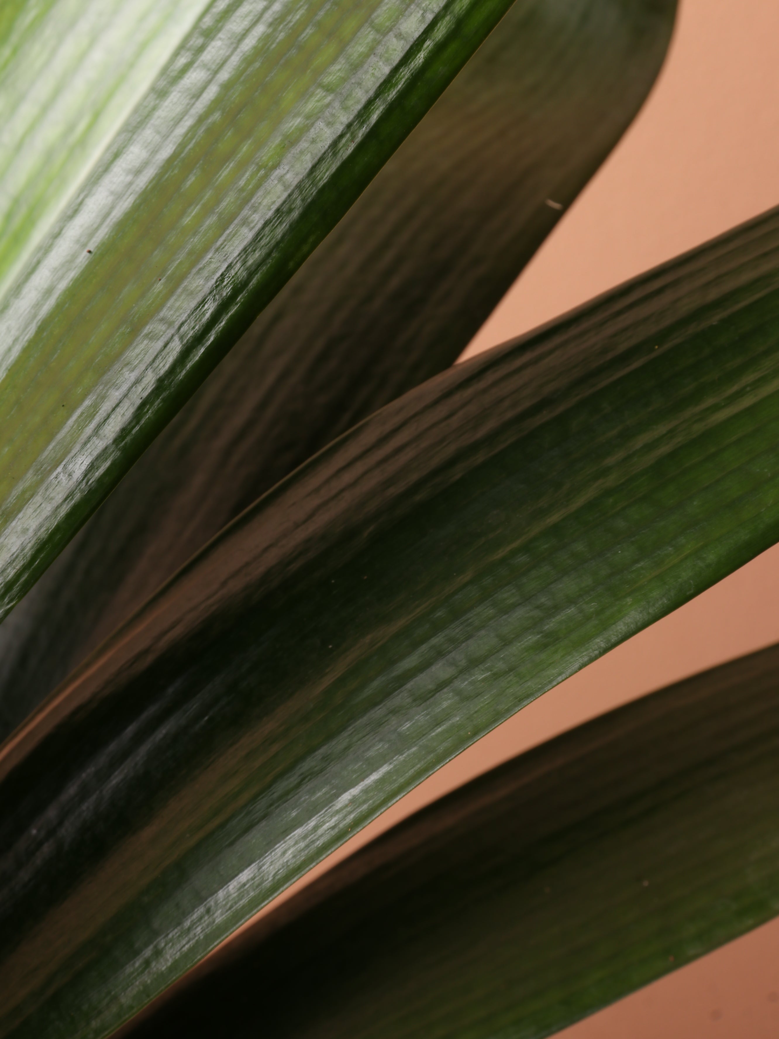 Medium Clivia