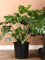 Large Monstera Deliciosa