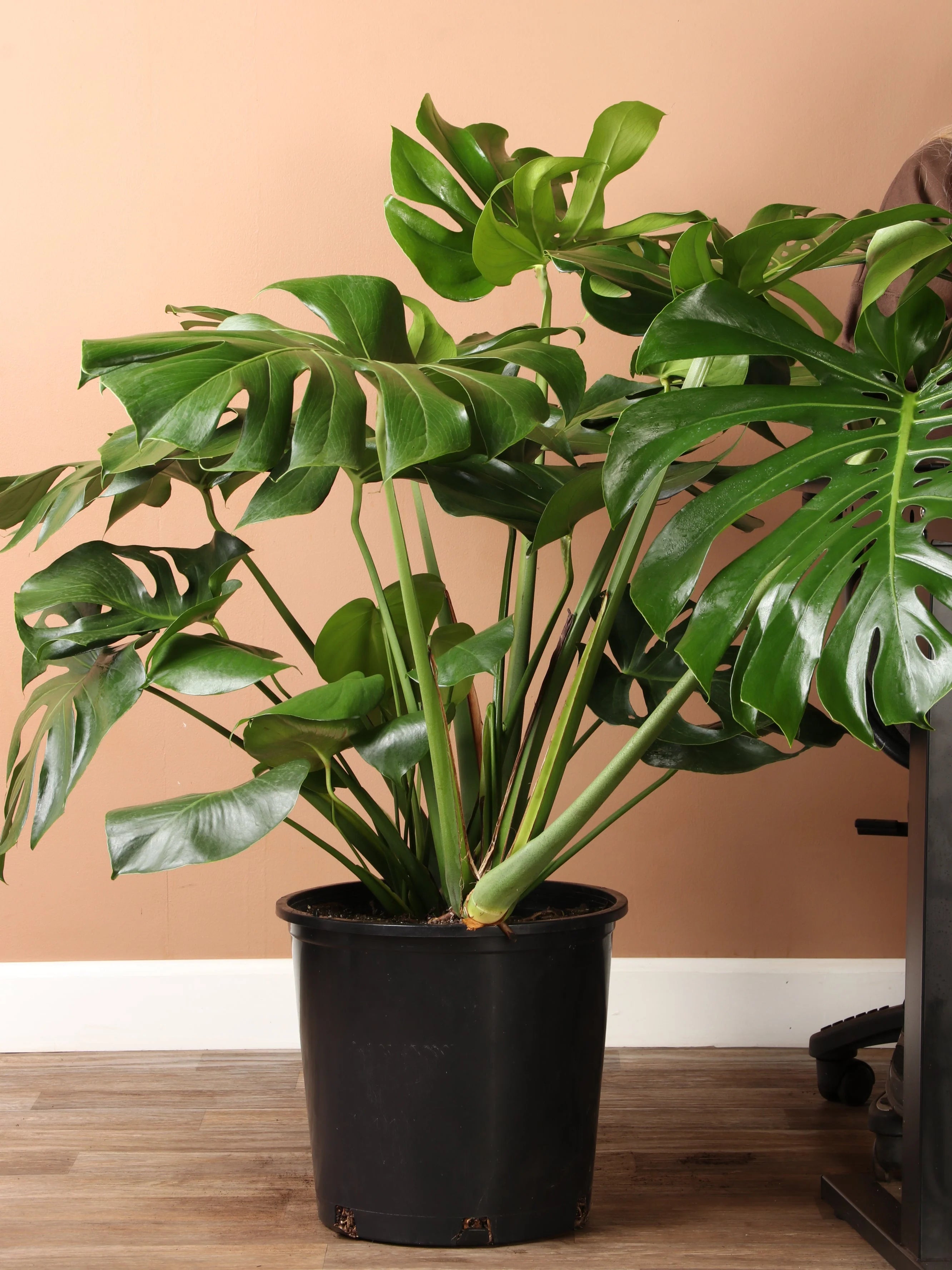 Large Monstera Deliciosa