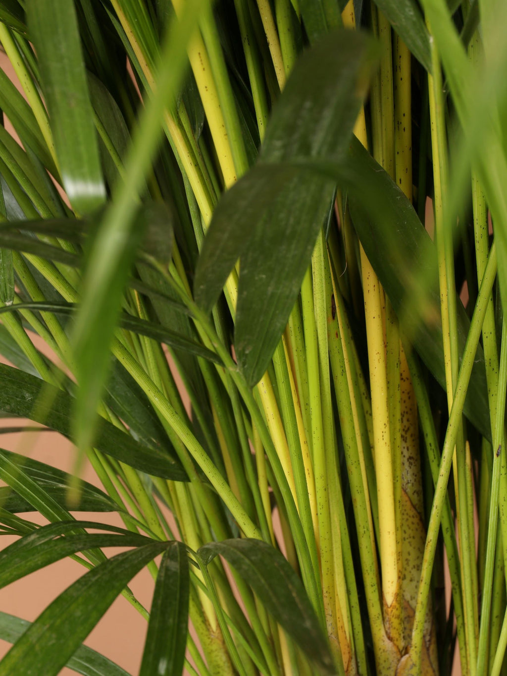 Extra Large Areca Palm