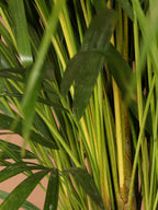 Extra Large Areca Palm