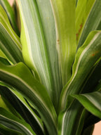 Extra Large Dracaena Warneckii 'Lemon Lime' Cane