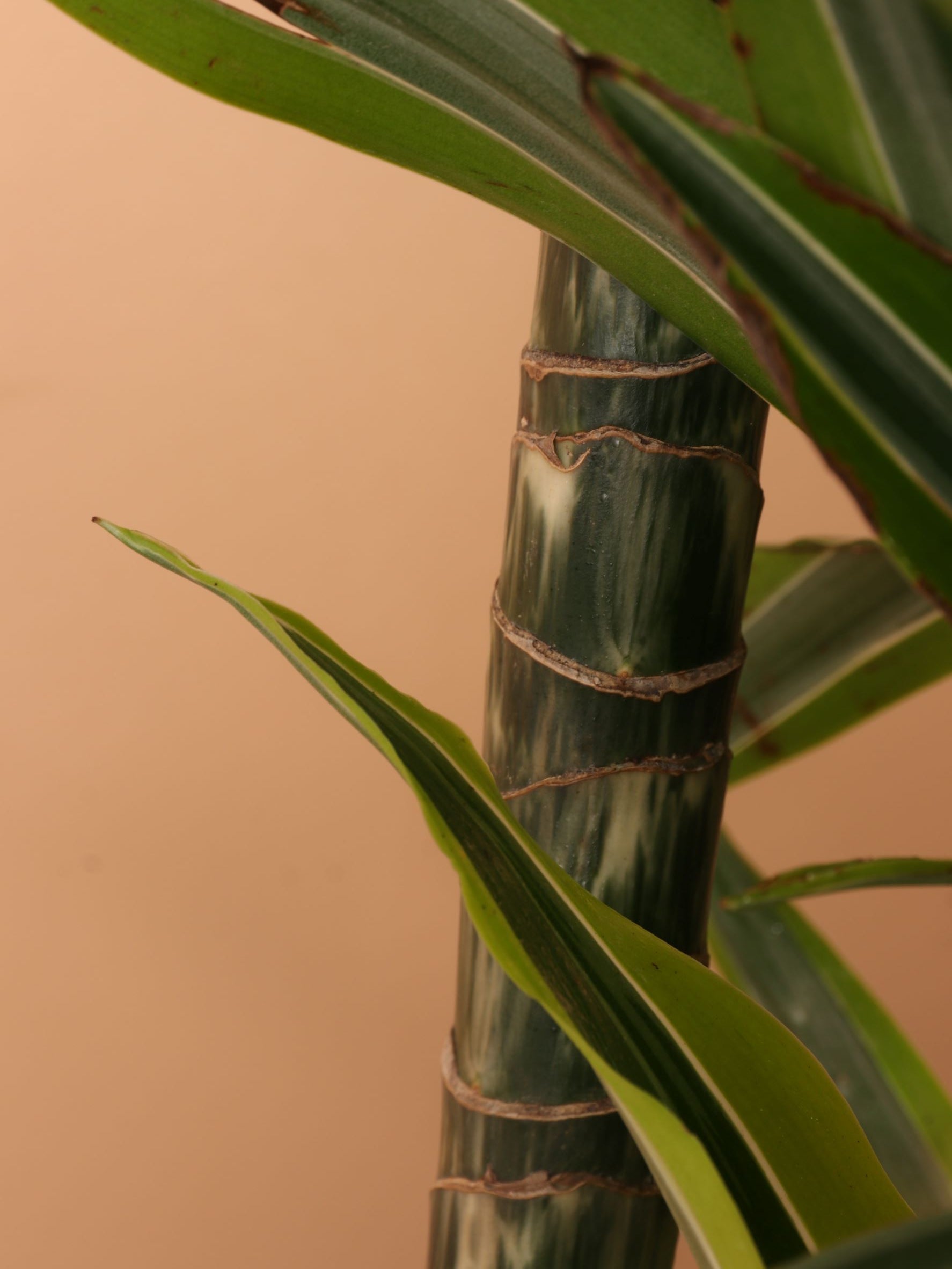 Extra Large Dracaena Warneckii 'Lemon Lime' Cane