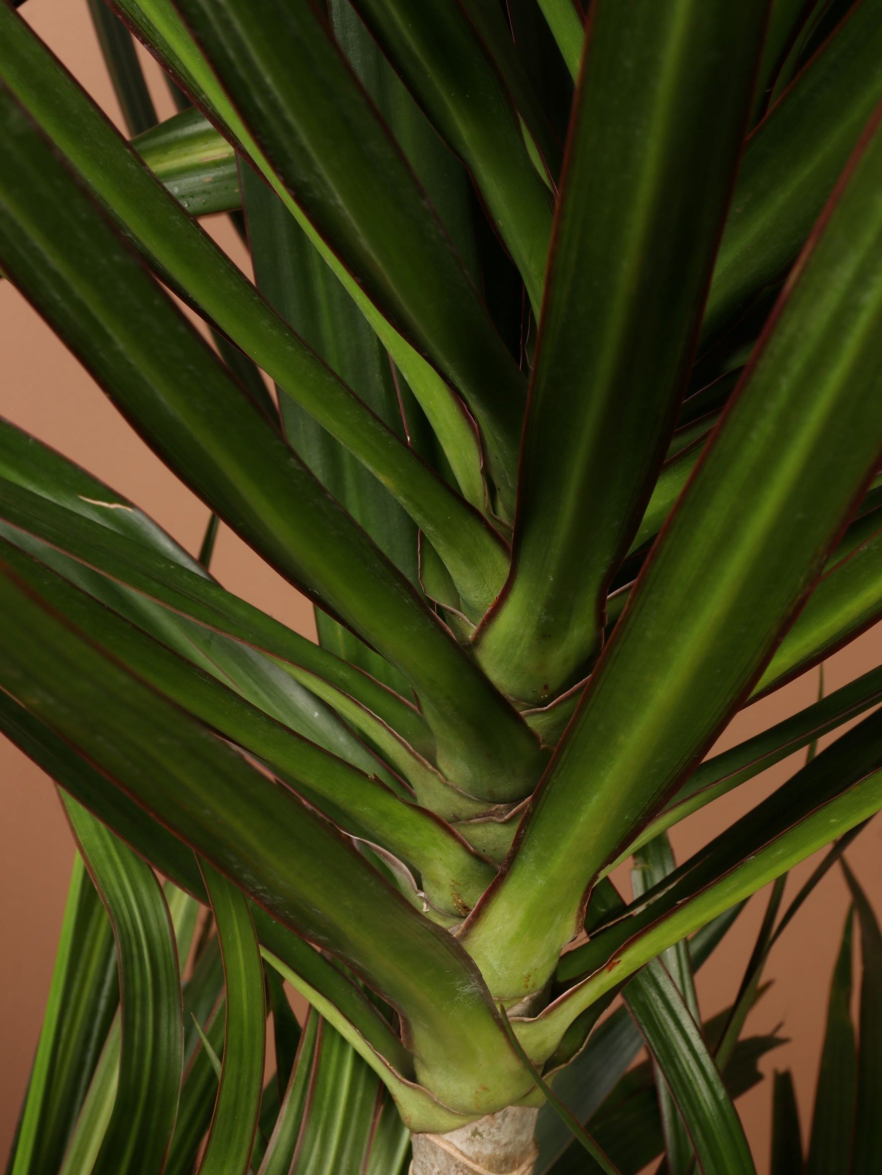 Extra Large Dracaena Marginata