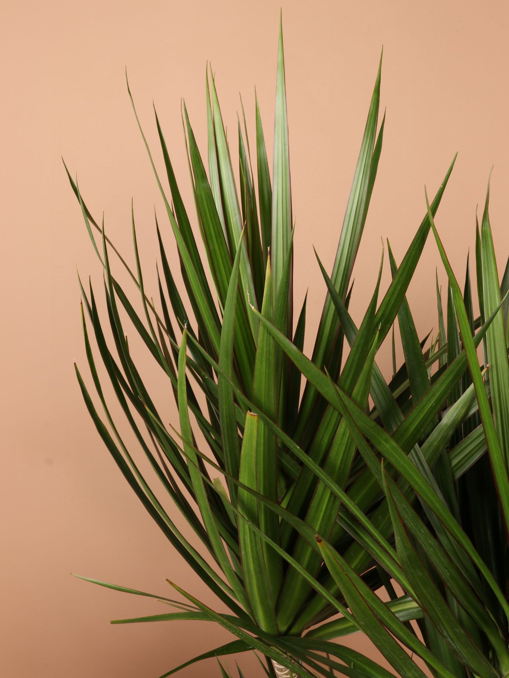 Extra Large Dracaena Marginata