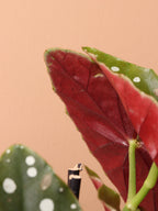 Medium Begonia 'maculata' (Angel Wings)