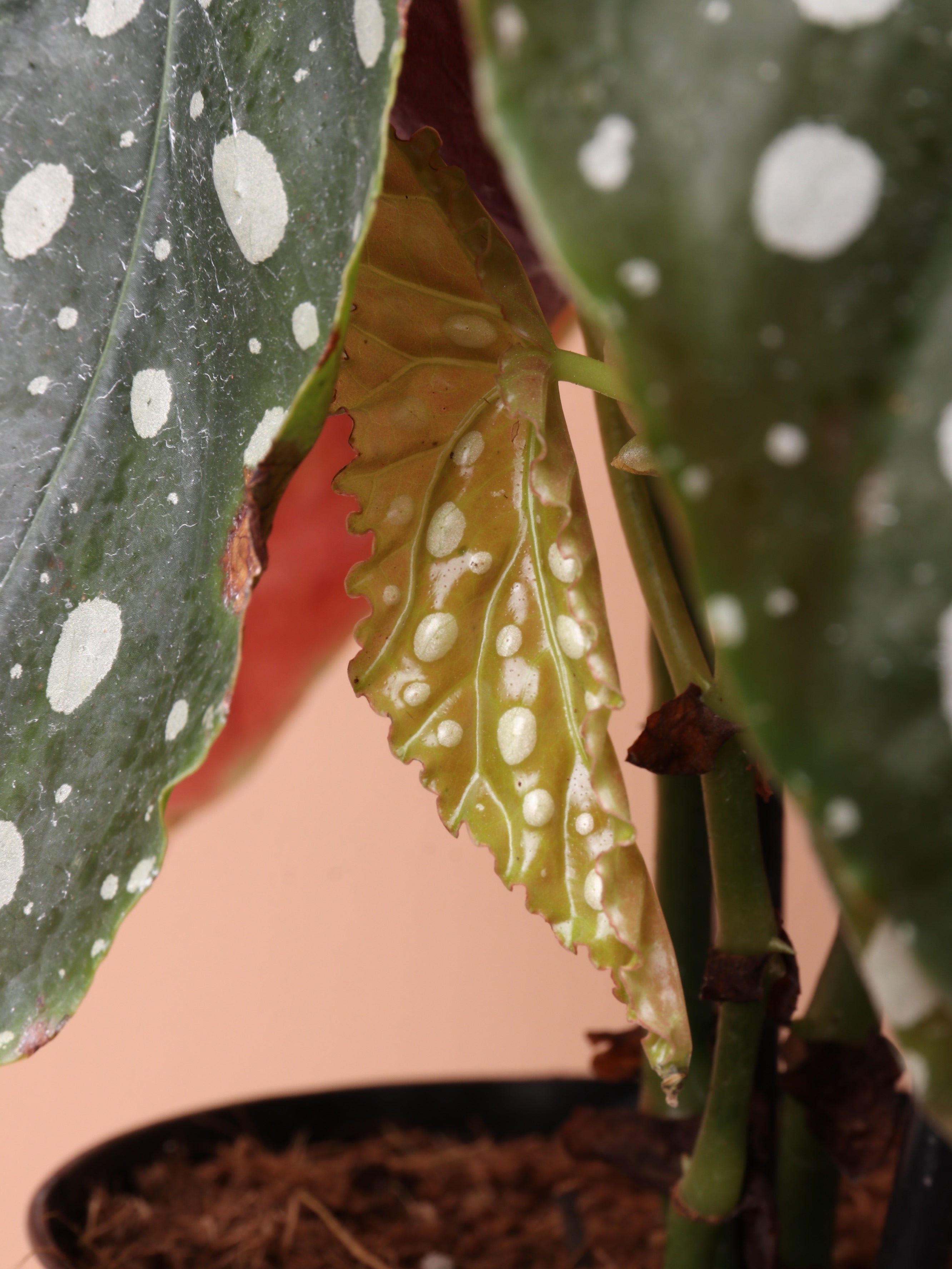 Medium Begonia 'maculata' (Angel Wings)