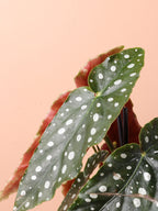 Medium Begonia 'maculata' (Angel Wings)