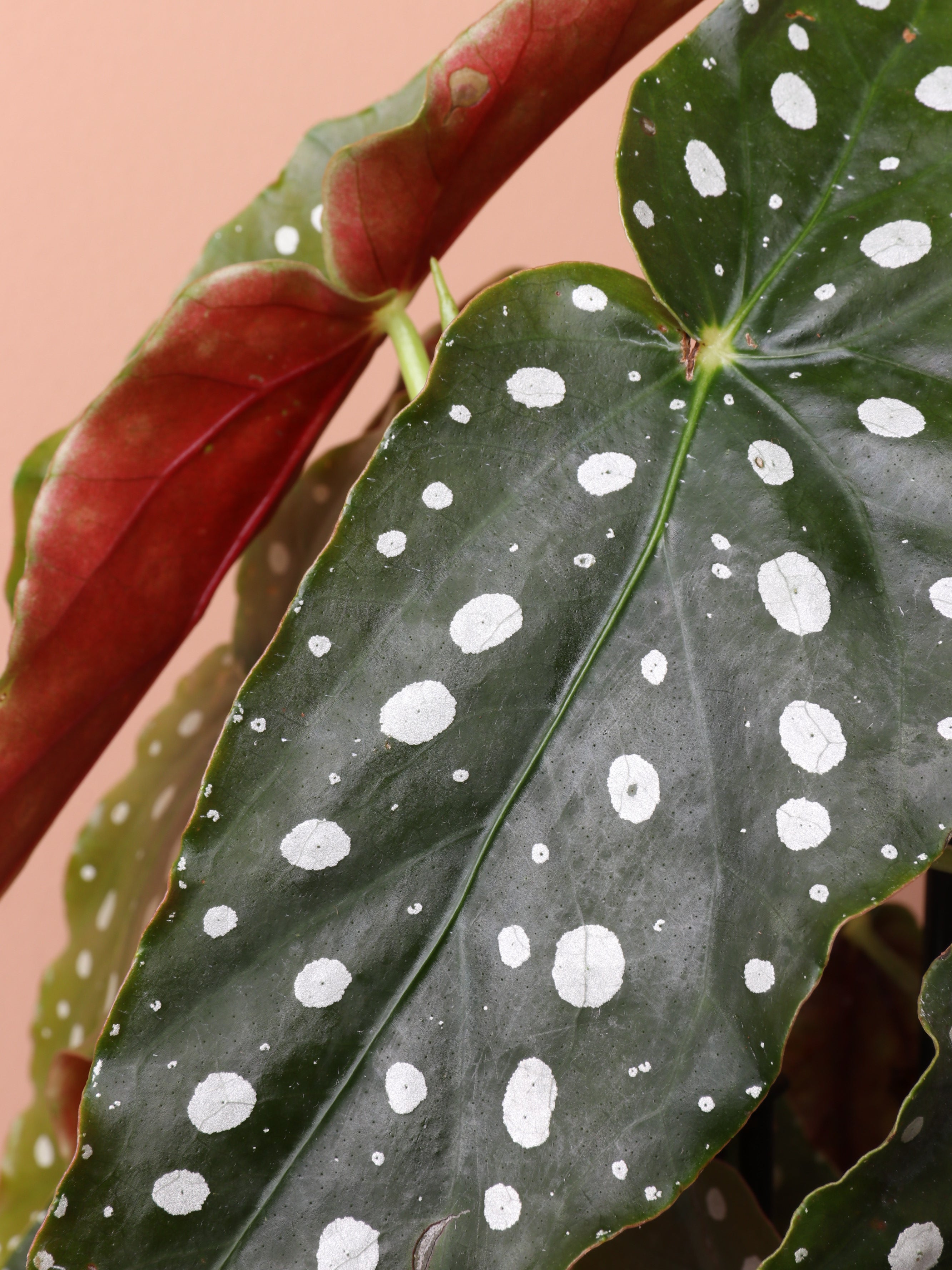 Medium Begonia 'maculata' (Angel Wings)