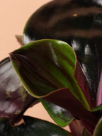 Medium Geogenanthus 'ciliatus'