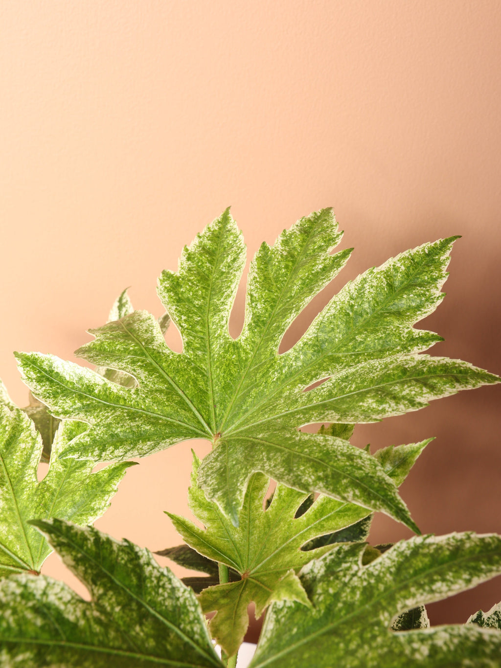 Medium Spider Web Aralia 'Fatsia Japonica'