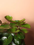 Large Fabian Aralia