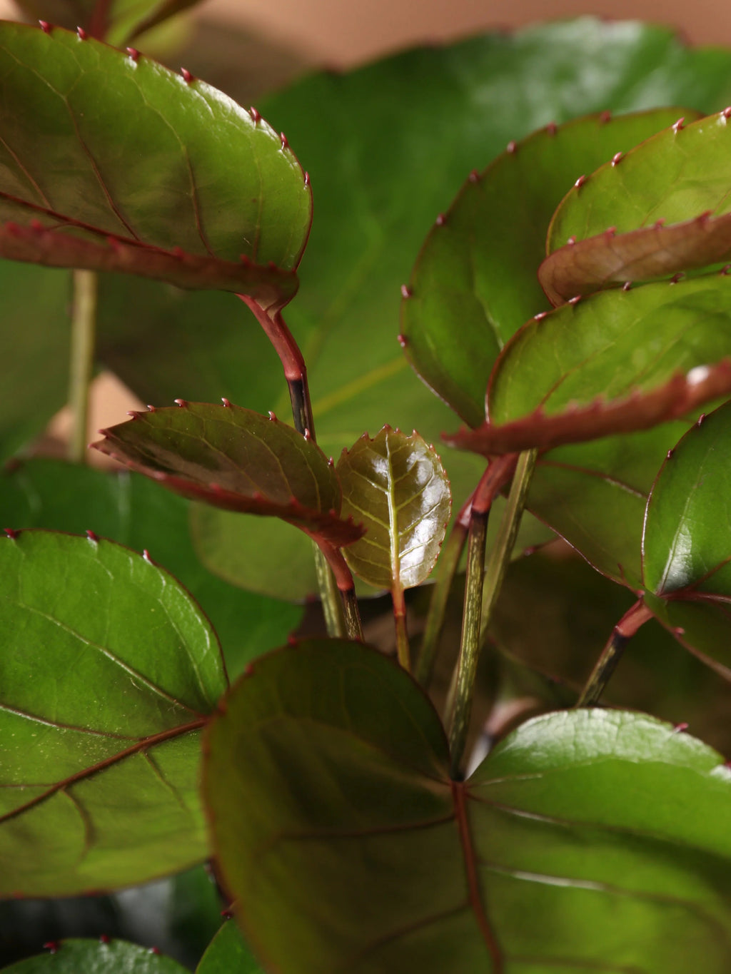 Large Fabian Aralia