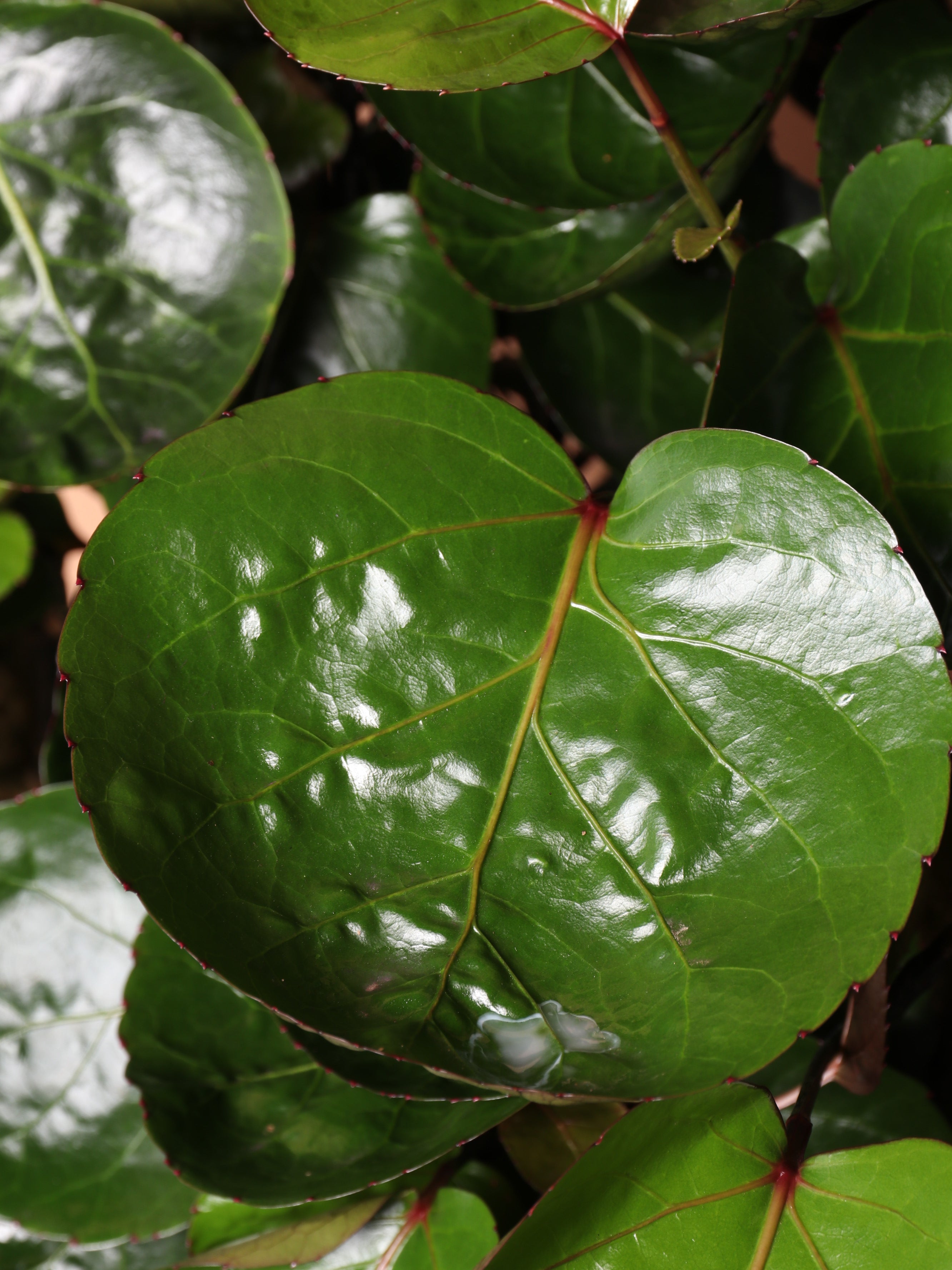 Extra Large Fabian Aralia