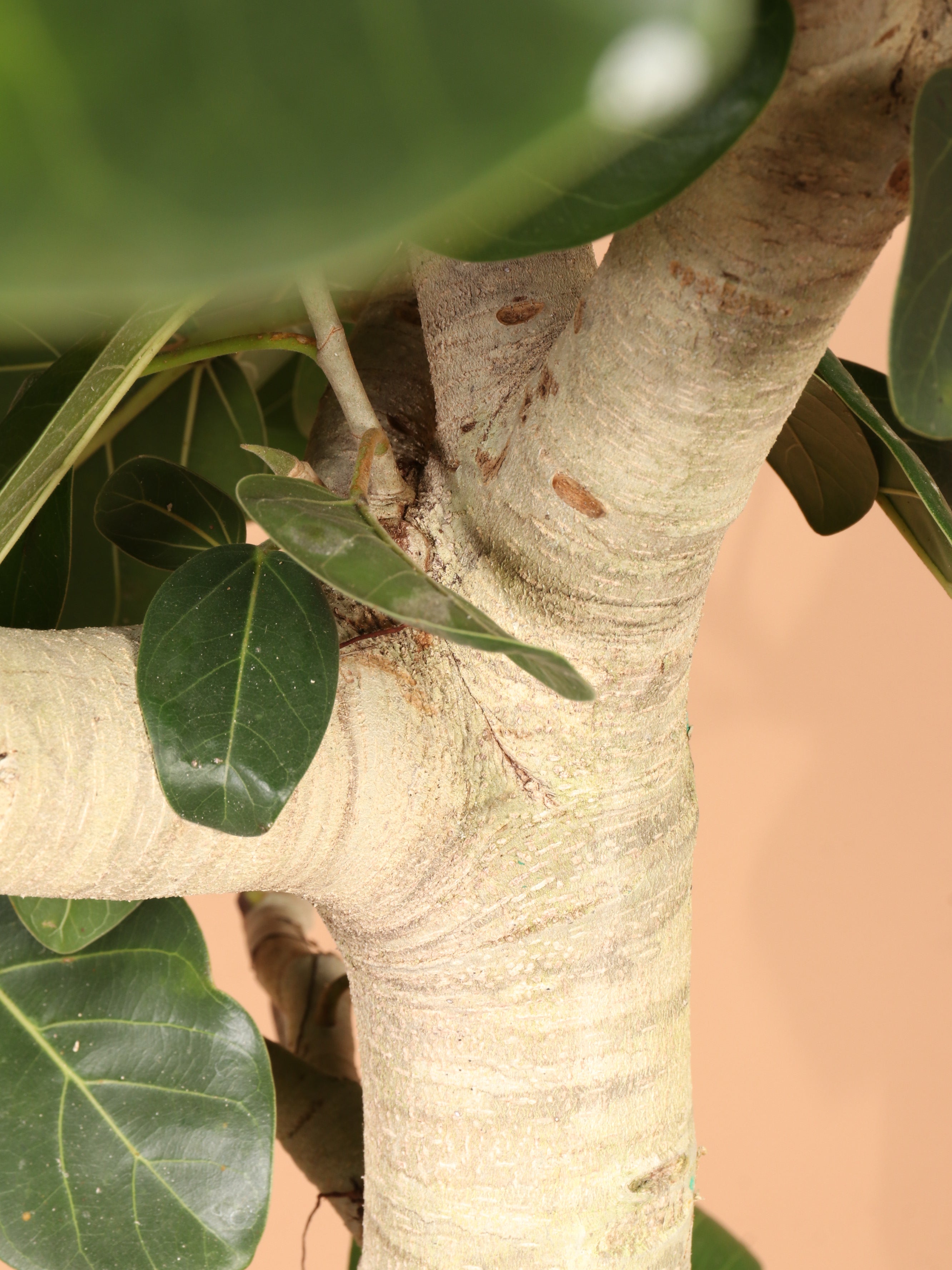 Huge Audrey Ficus