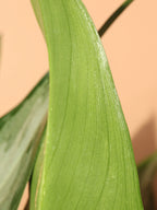 Large Aglaonema 'Silverado