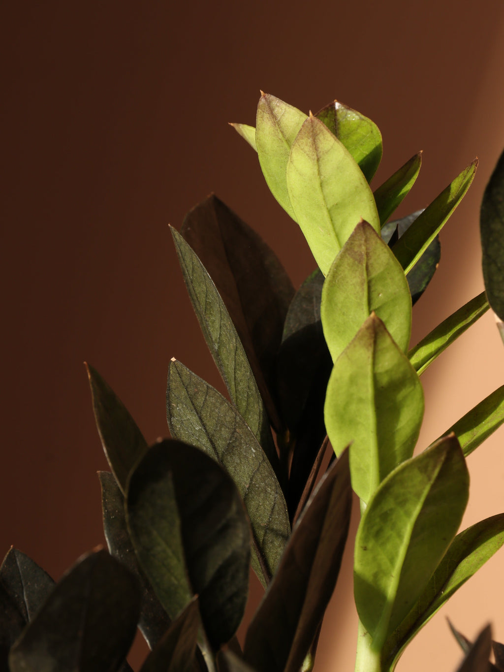 Medium Black Raven ZZ Plant