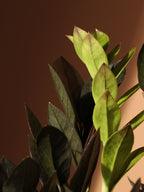 Medium Black Raven ZZ Plant