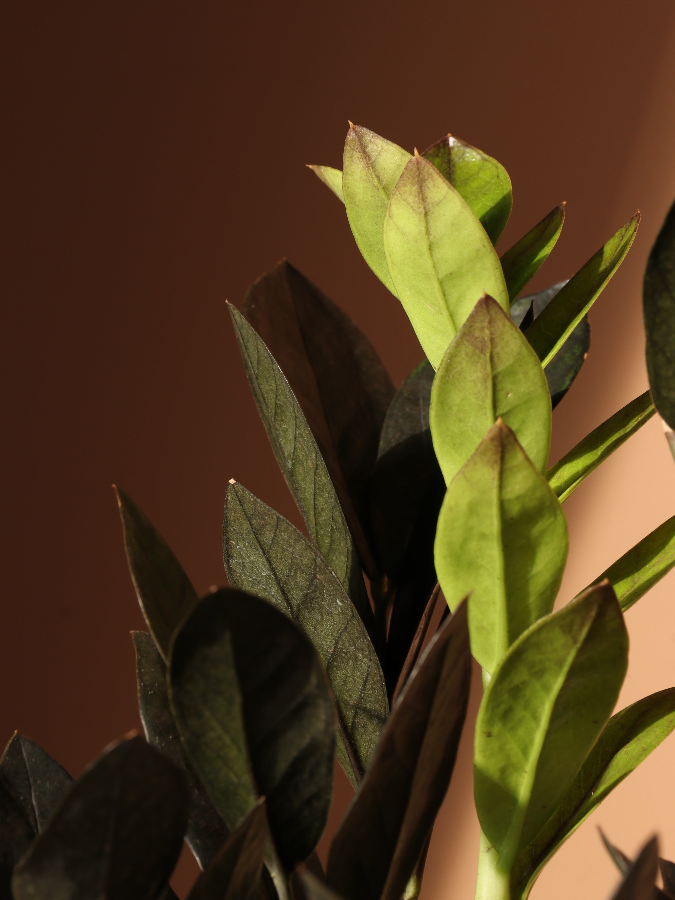 Medium Black Raven ZZ Plant