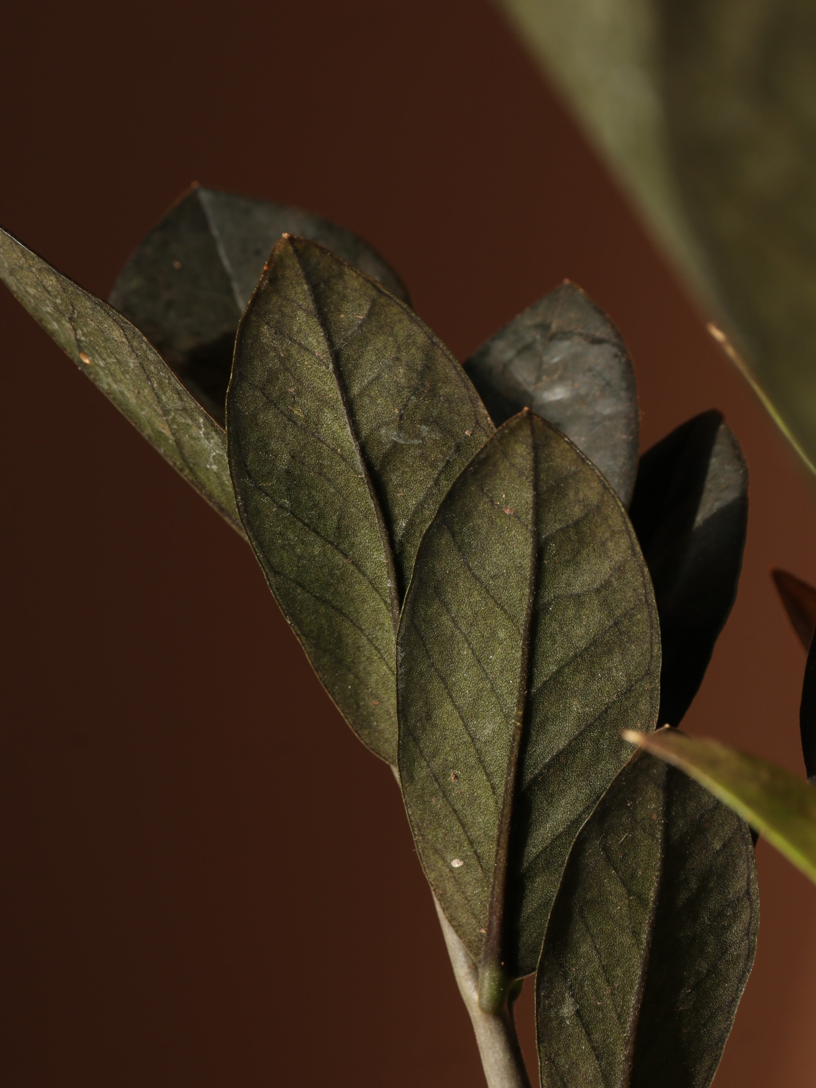 Medium Black Raven ZZ Plant