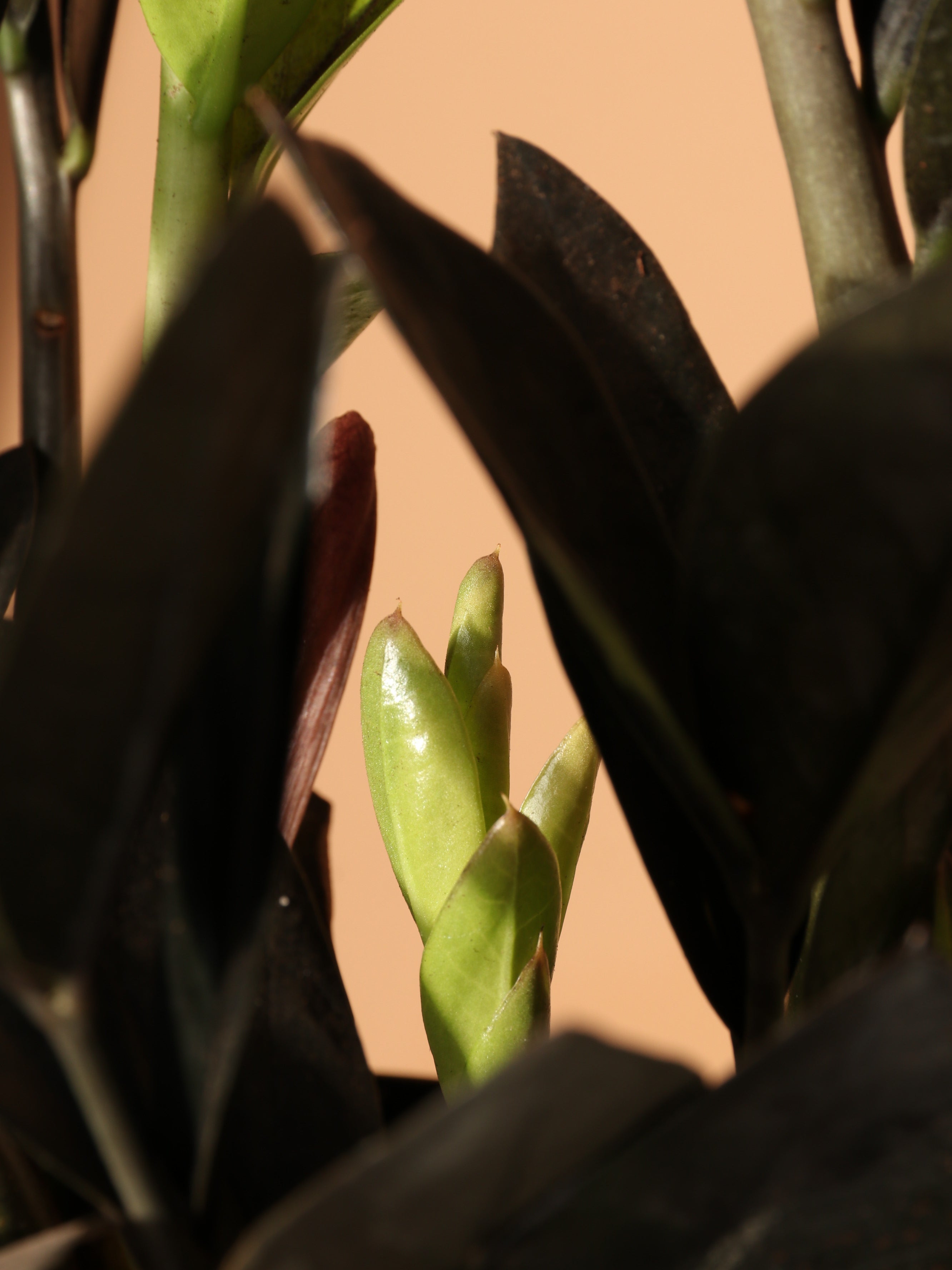 Medium Black Raven ZZ Plant