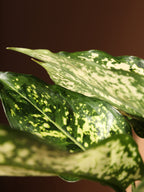 Medium Agalonema 'Spring Snow'