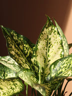 Medium Agalonema 'Spring Snow'