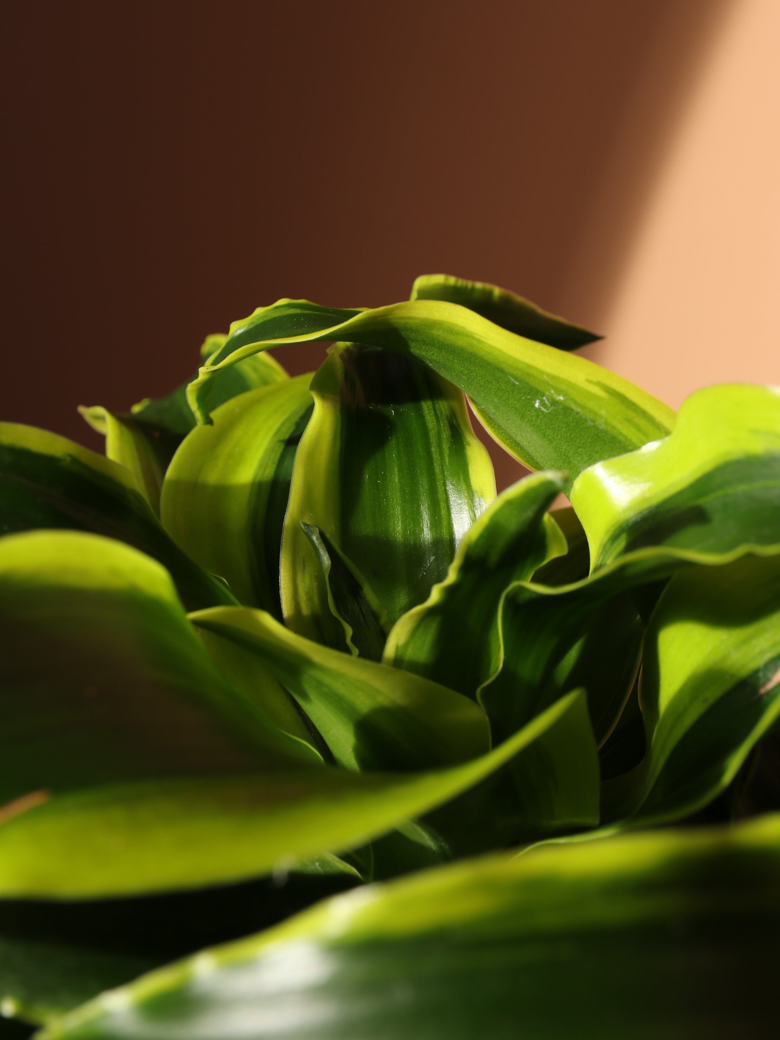 Medium Dracaena Lemon Surprise