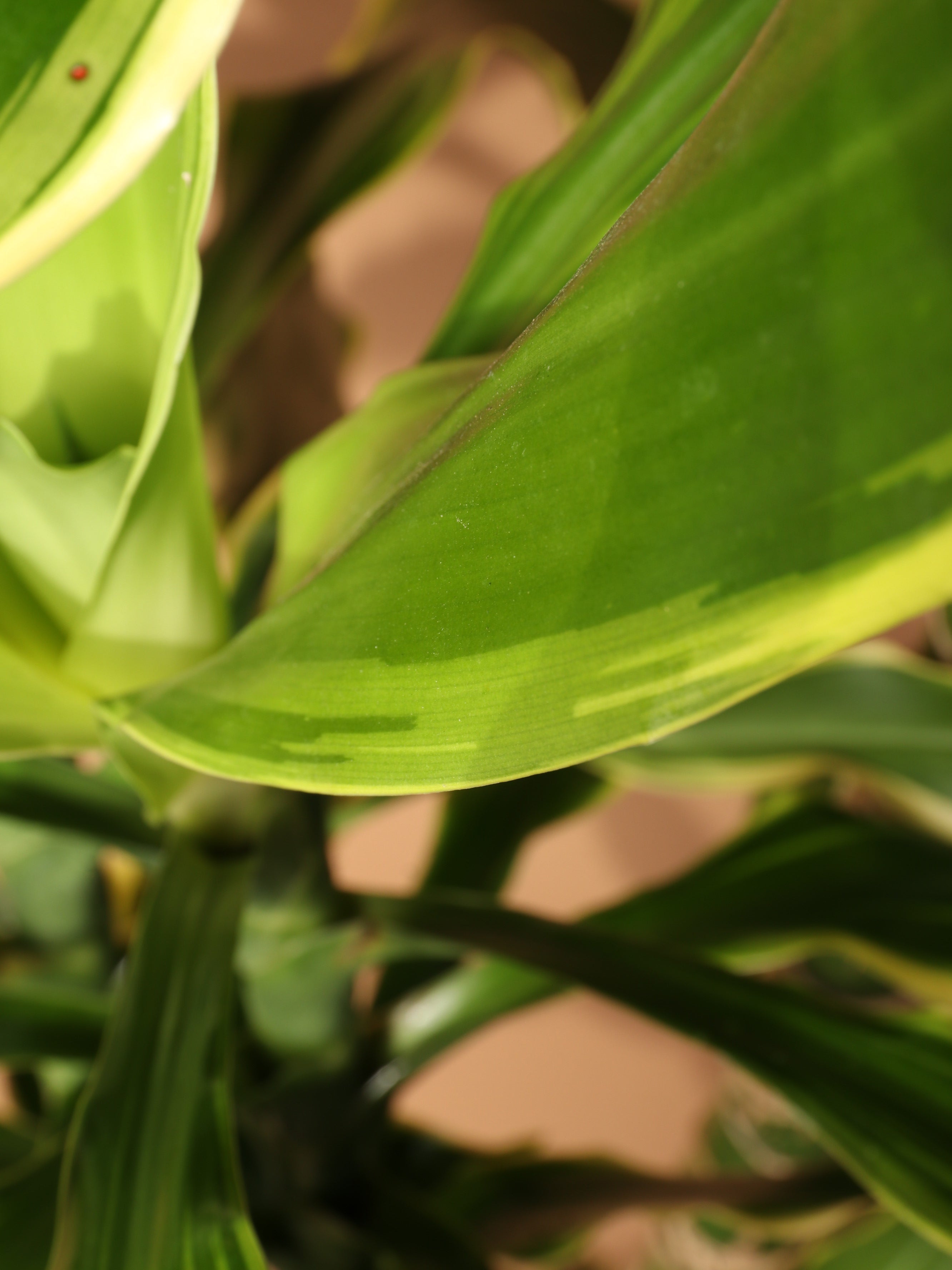 Extra Large Dracaena Steudneri 'Moonlight'