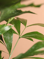 Full Size Fishtail Palm