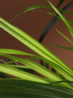 Full Size Cat Palm