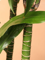 Medium Dracaena Compacta Cane