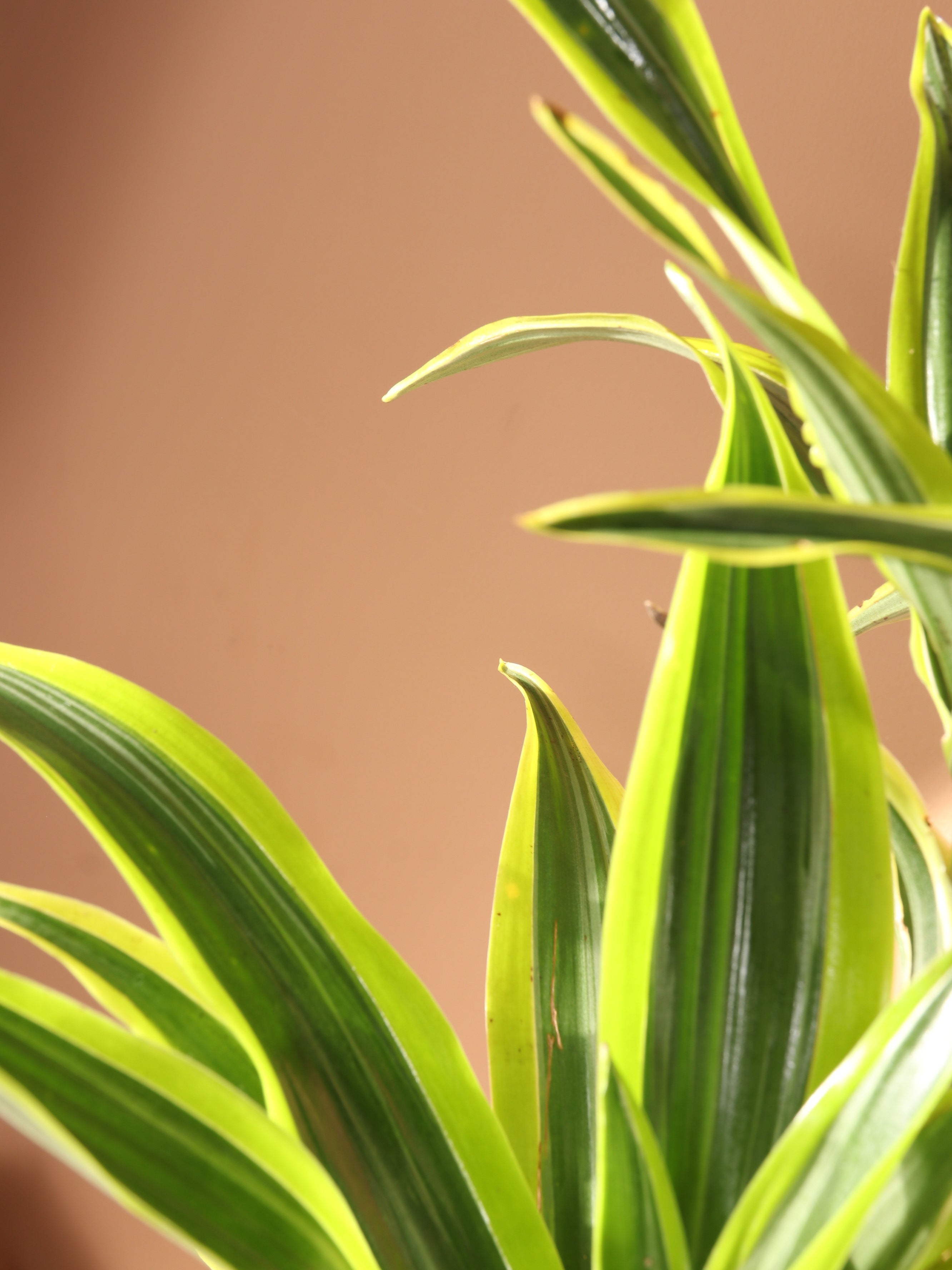Medium Dracaena Lemon Lime Cane